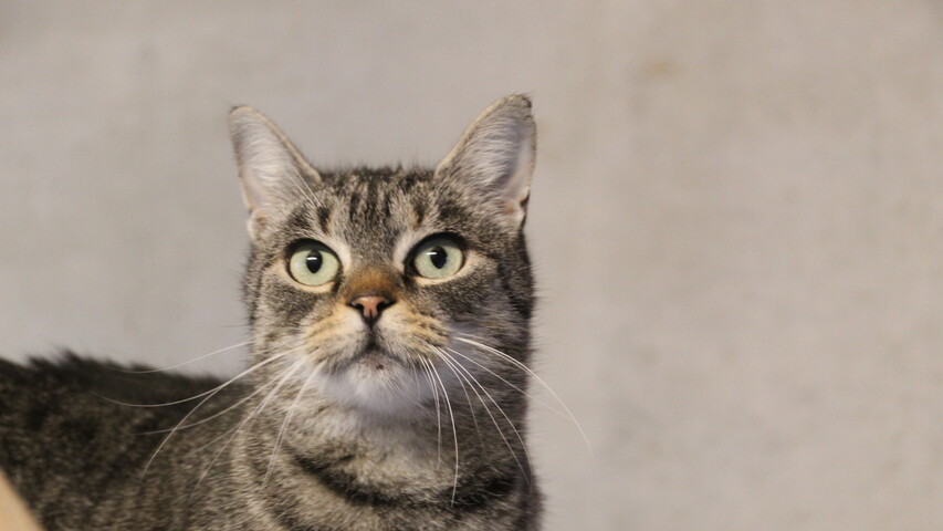 grau getigerte katze