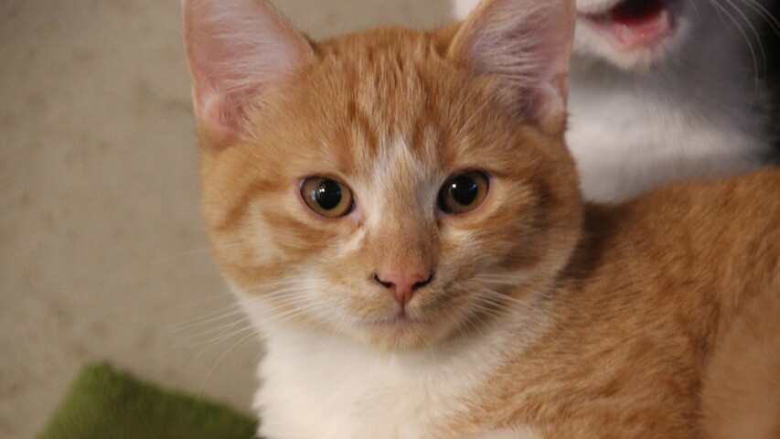 rot getigert weiße katze