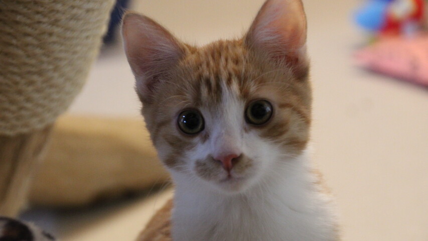 rot getigert weiße katze