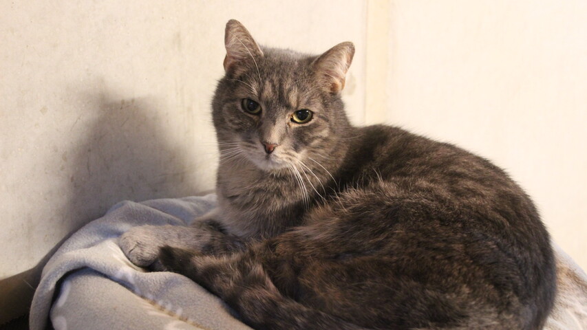 grau getigerte katze