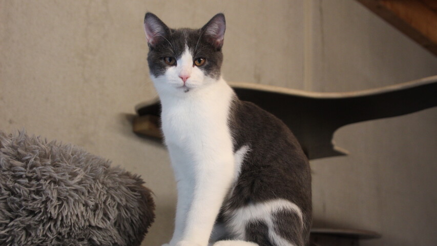 grau weiße katze