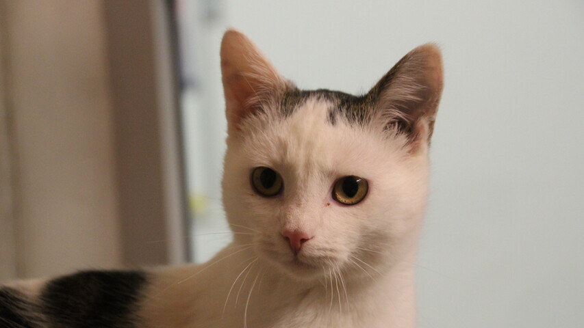 braun getigert weiße katze