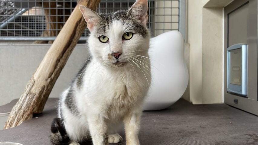 braun getigert weiße katze