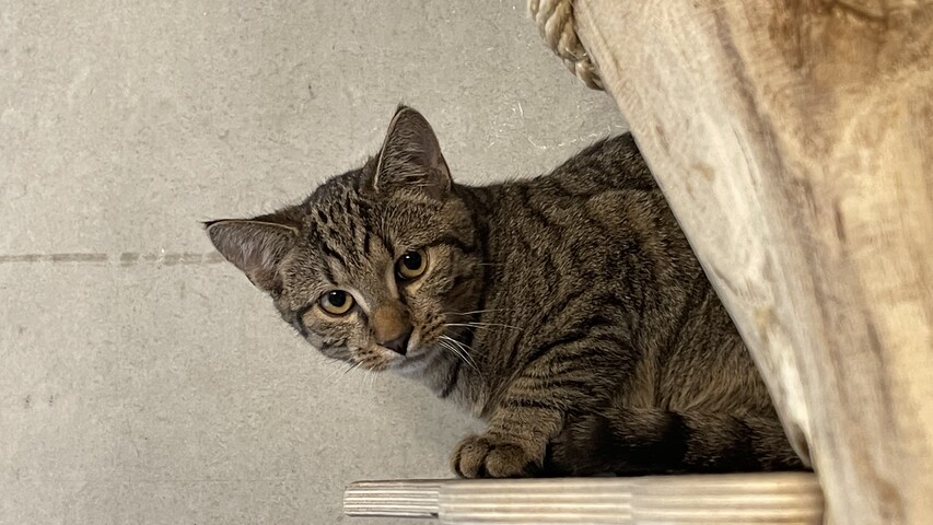 Braun getigerte Katze