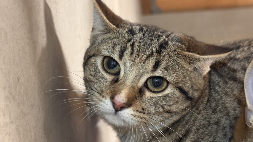 Braun getigerte Katze