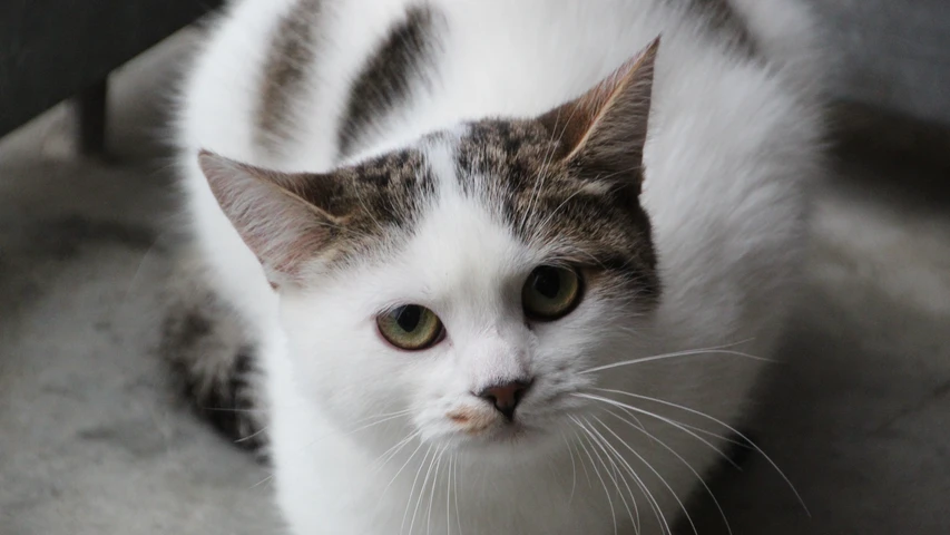 braun getigert weiße katze