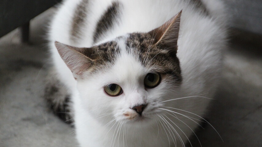 braun getigert weiße katze