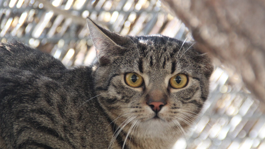 Braun getigerte Katze