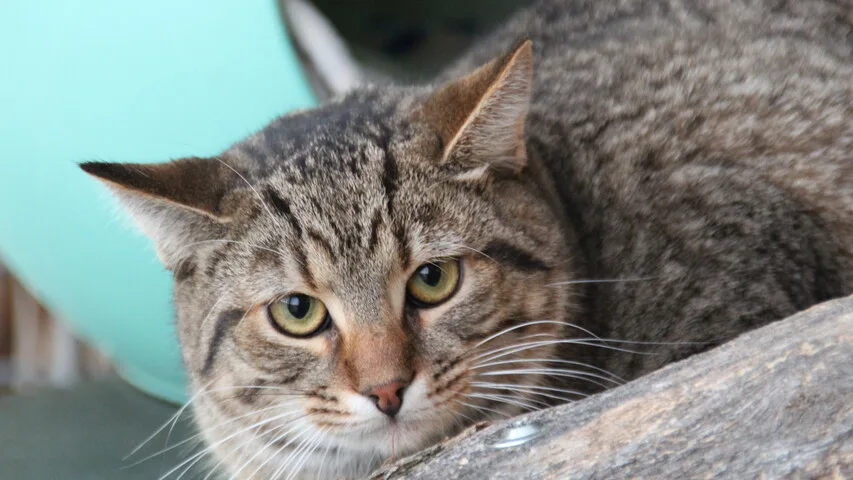 Braun getigerte Katze