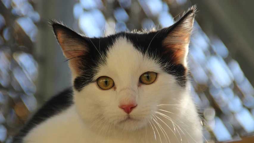 schwarz weiße katze