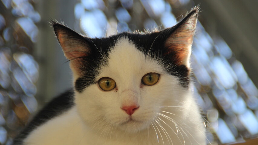 schwarz weiße katze