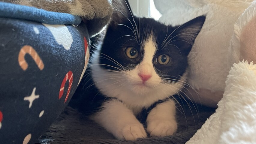 schwarz weiße katze