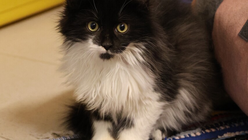 schwarz weiße katze