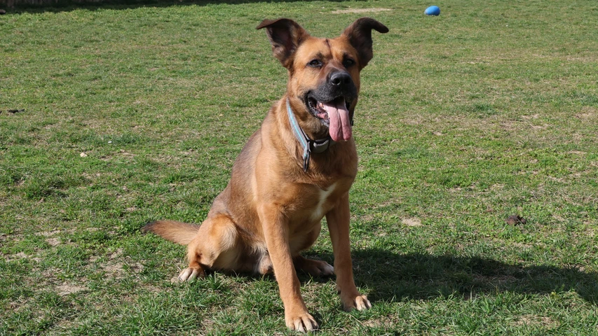 brauner hund