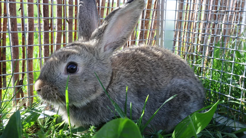 Balu, graues Kaninchen