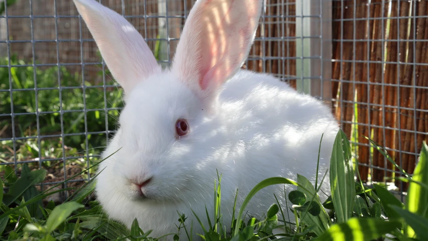 Elsa, weißes Kaninchen