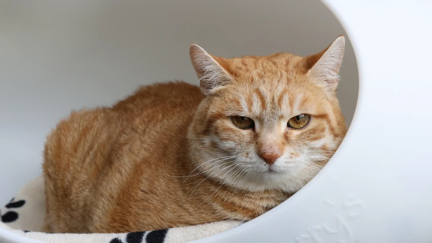 rot getigerte katze