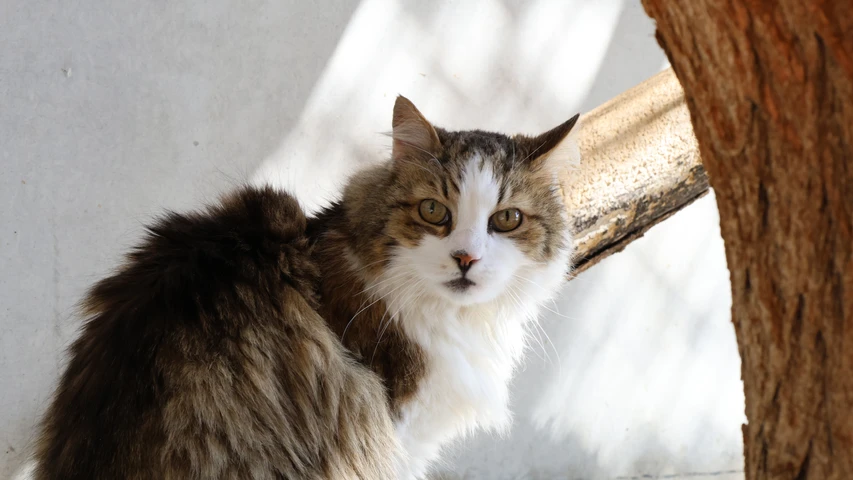 braun getigert weißer Langhaar Kater