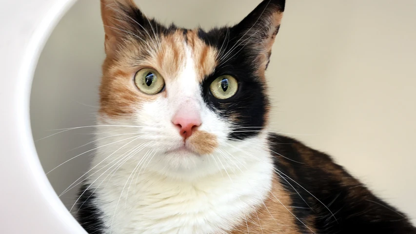 Hermine, dreifärbige Katze