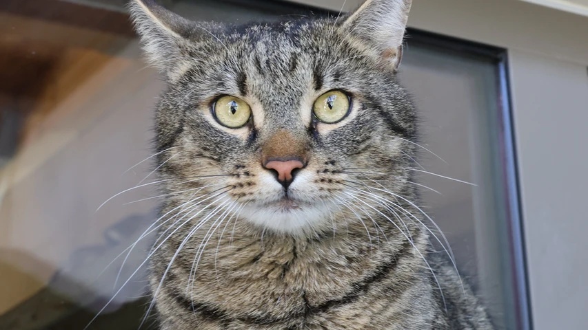 Rüzgar, Tigerkater