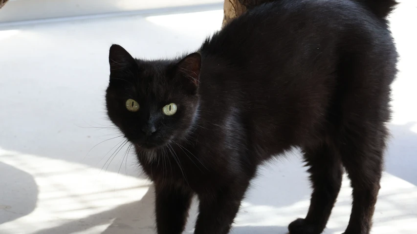 Katze Lalita