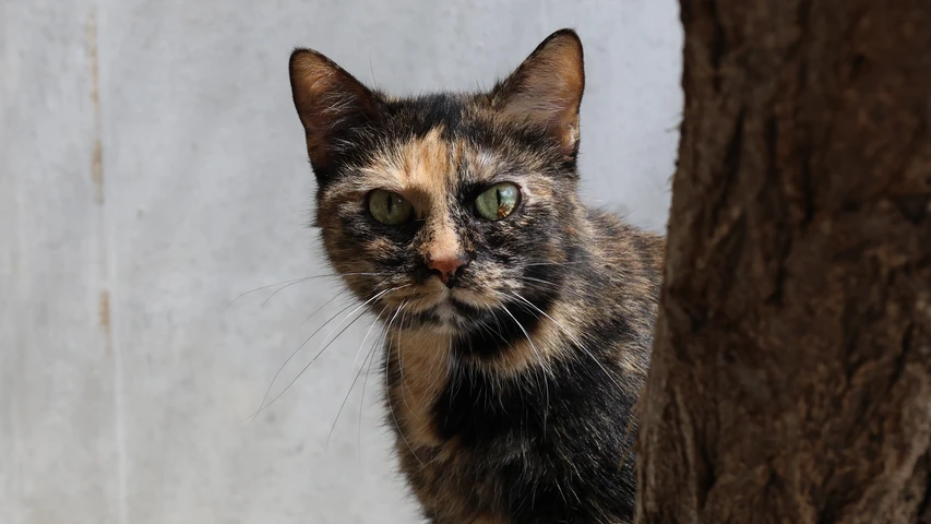 Katze Lexa, Portraitfoto