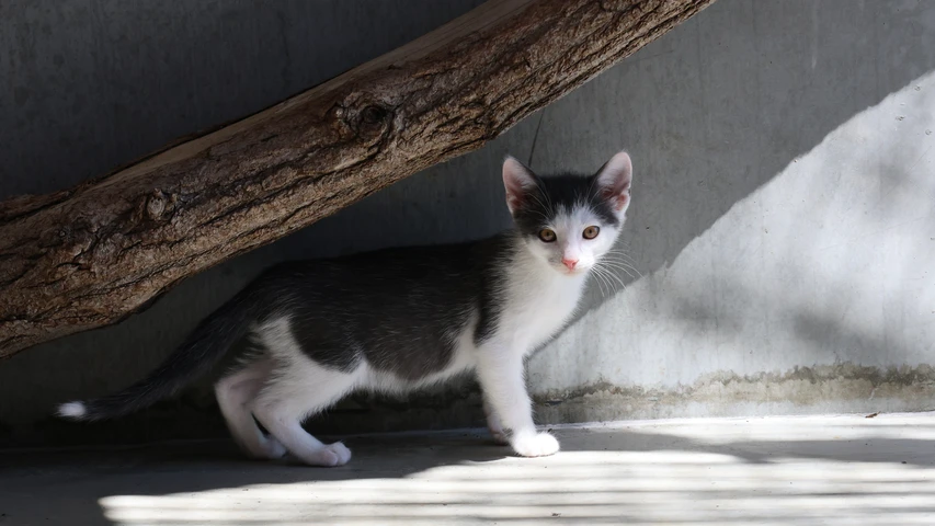 grau weißer Kater