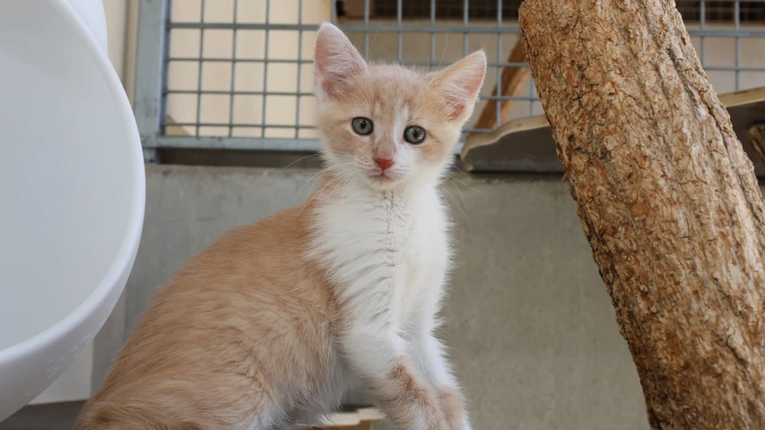 rot weißer kater