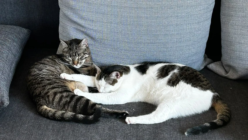 Lilly & Julie 