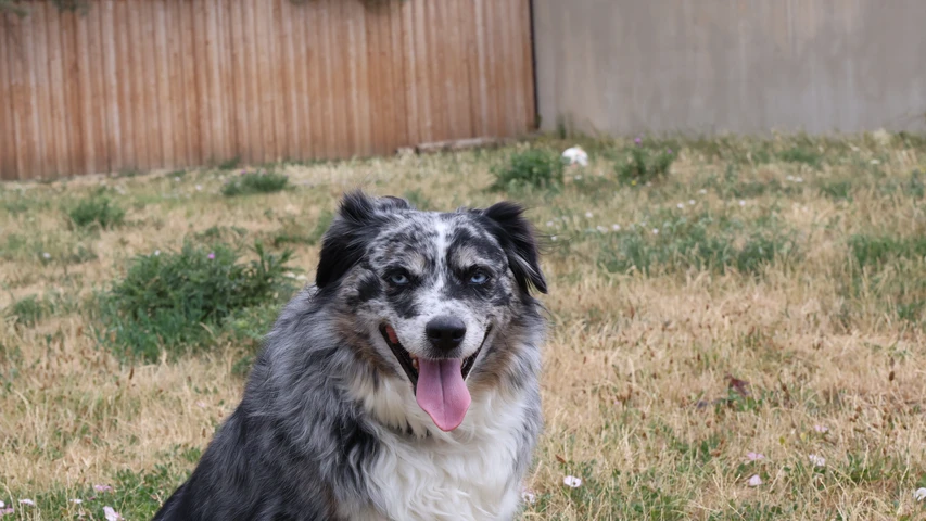 american shepherd hündin