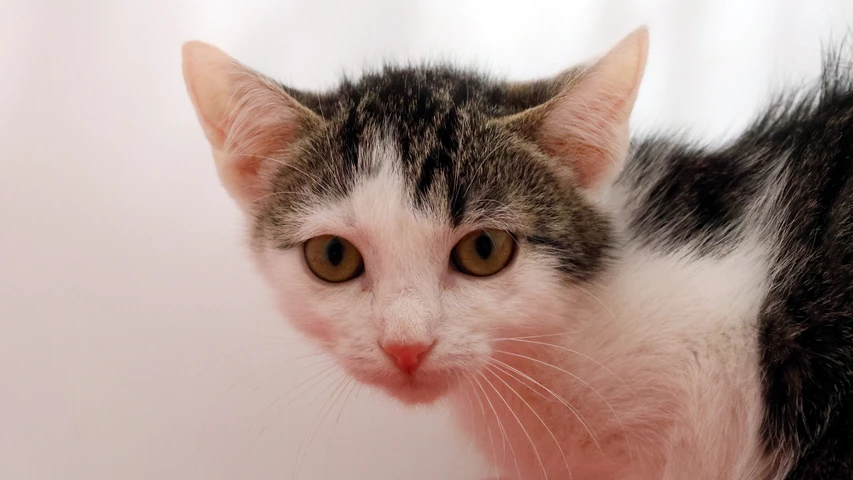Katze Aamina