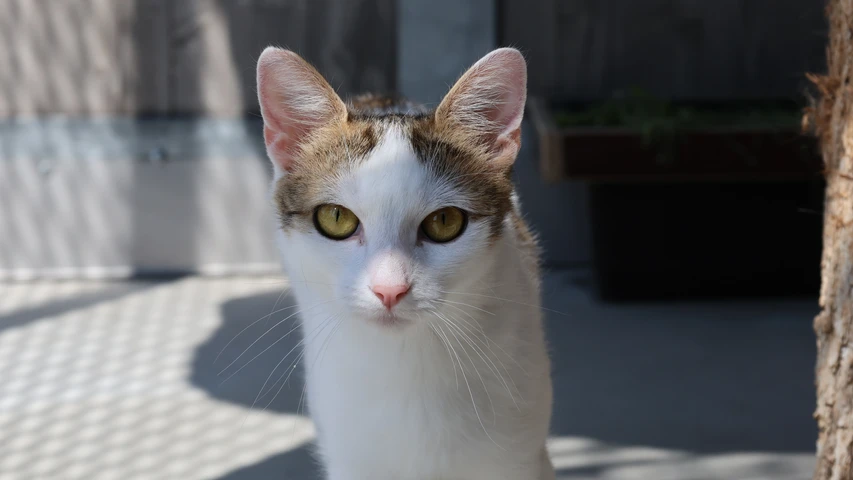 Brunhilda, Katze