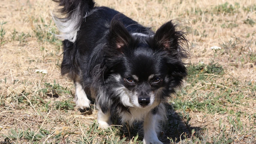 Hund Moritz