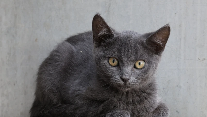 Lotte, Katze