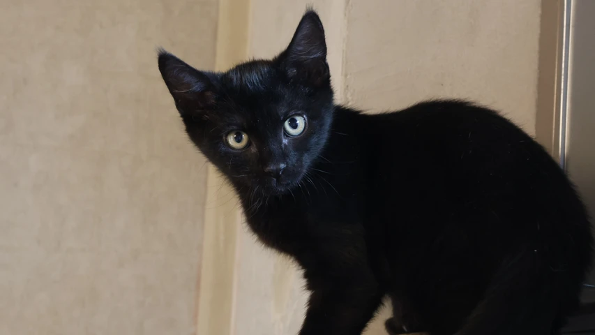 Leonidas, Kater