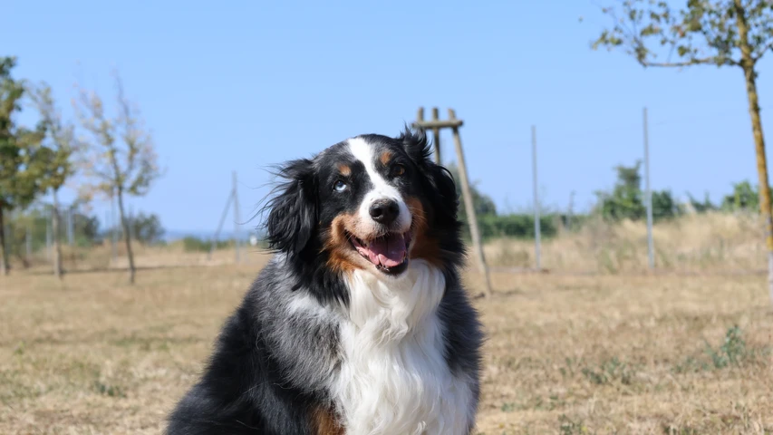 Australain Shepherd Mix Rüde