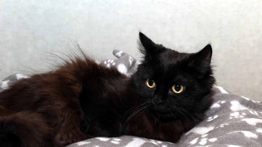 Sanja, Katze