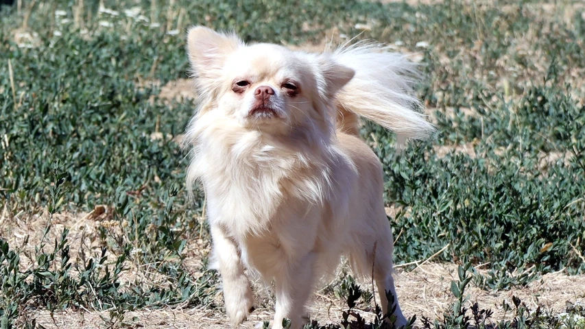 Hund Johnny