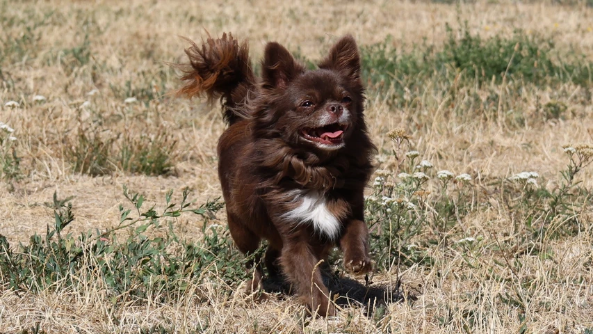 Hector, Hund