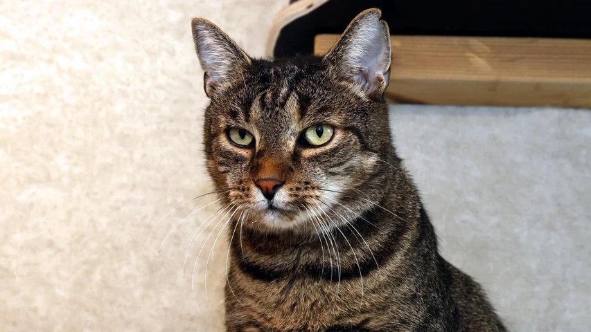 Maxi, Kater