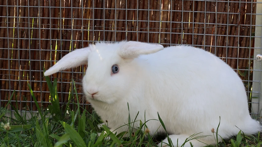 Naseweiß, Kaninchen