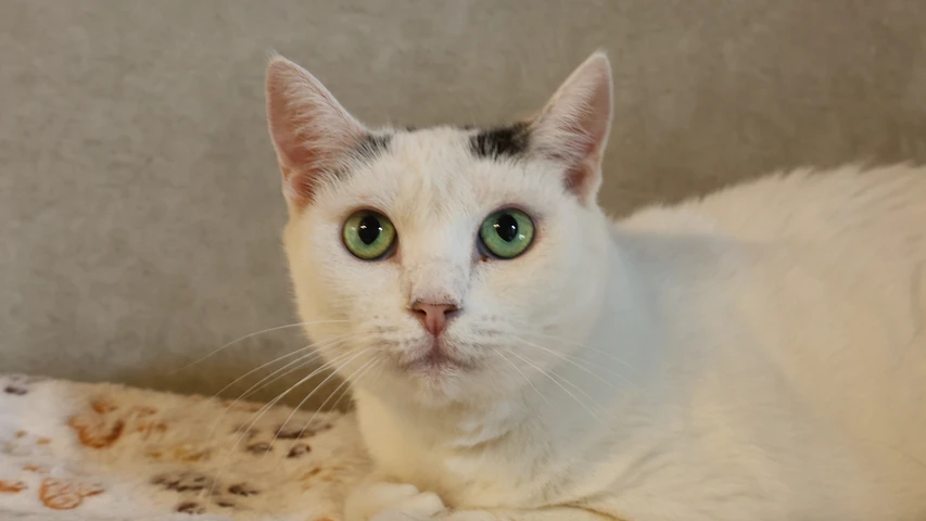 Maxine, Katze