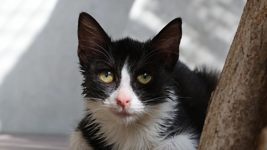 Tilda, Katze
