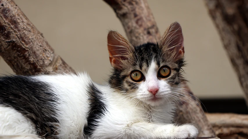 Katze Tessa