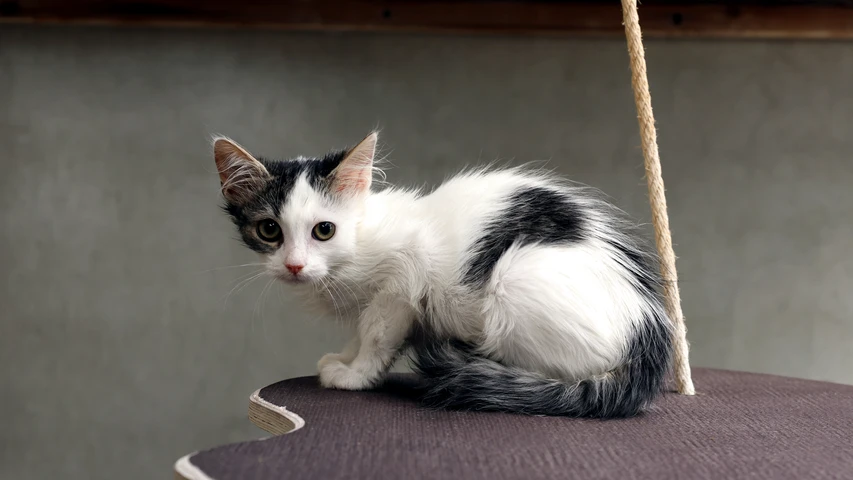 Thilo, Kater