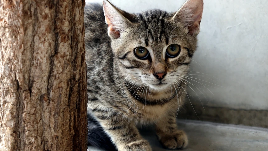 Orlando, Kater