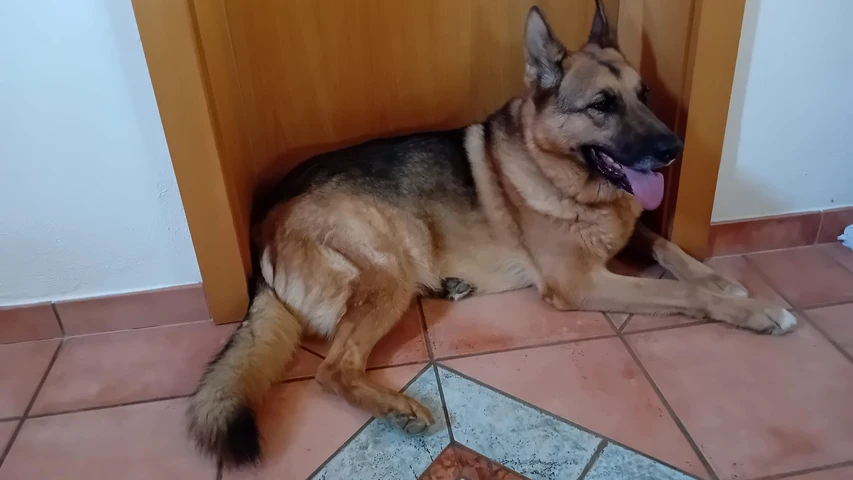 Bronko