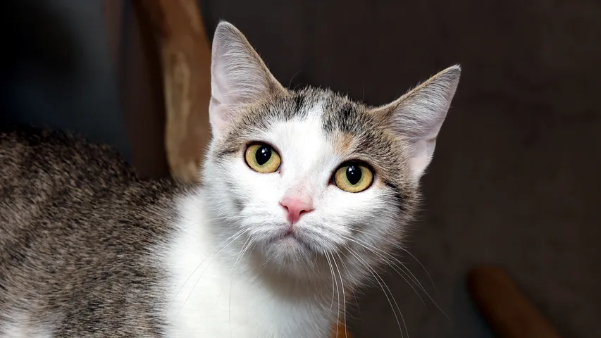 Katze Neele
