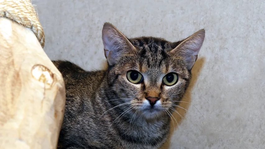 Gerta, Katze