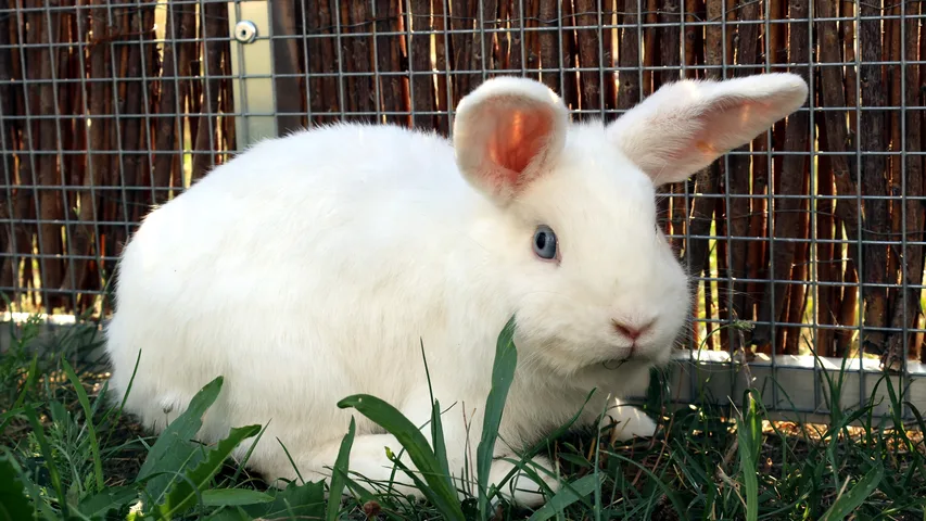 Snowie, Kaninchen